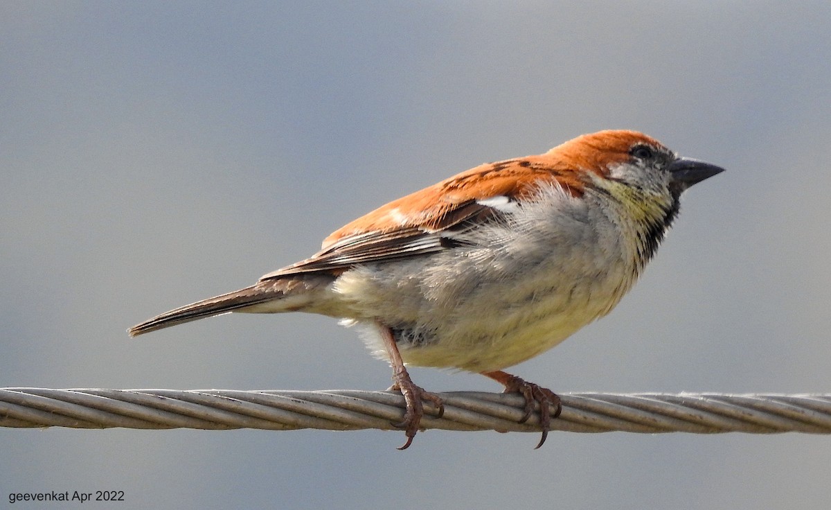Russet Sparrow - Geetha  Venkataraman