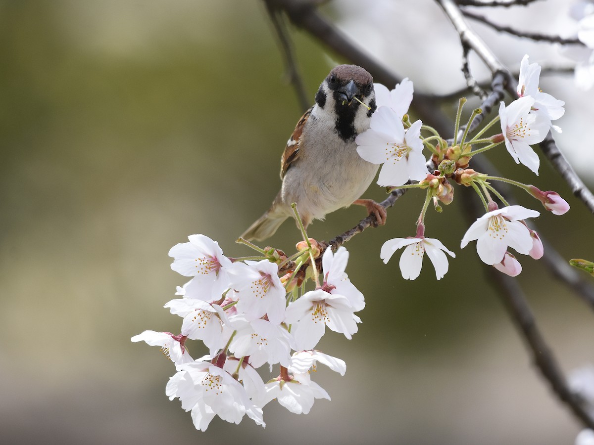 Eurasian Tree Sparrow - Yojiro Nagai