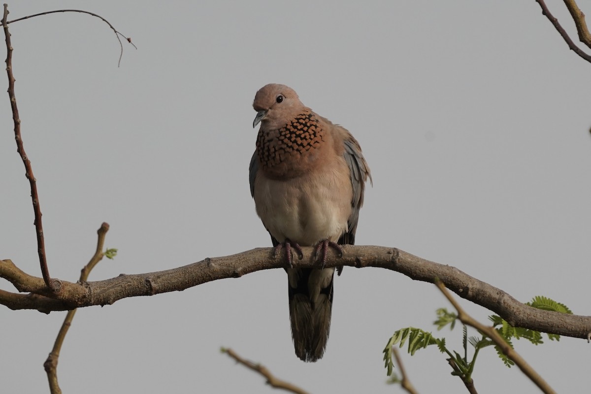 Laughing Dove - ML435303081