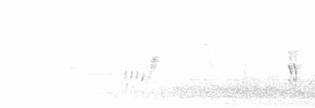 Тростниковая камышевка (avicenniae) - ML435305311
