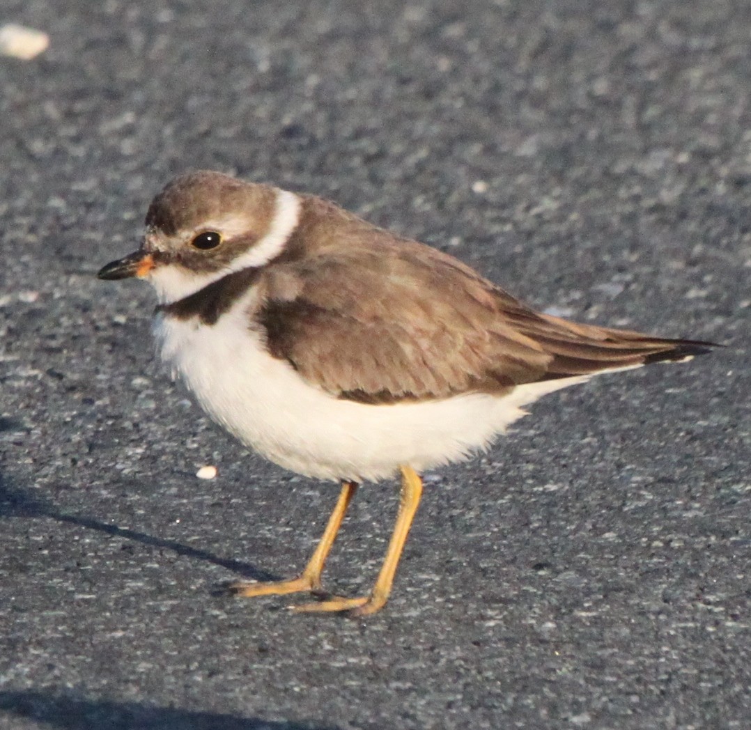 Semipalmated Plover - Jim Stasz