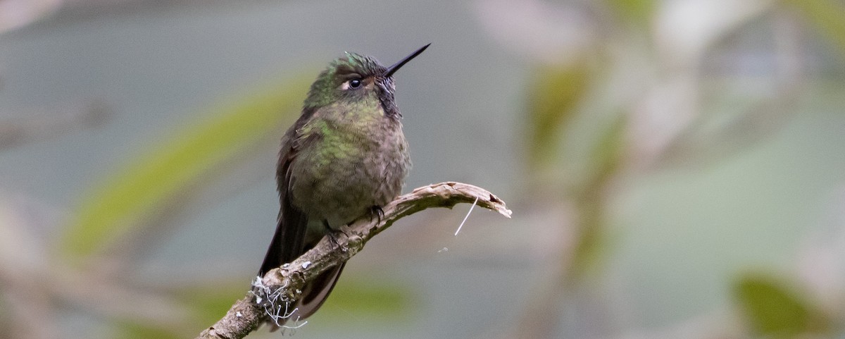Violet-throated Metaltail - ML435317721