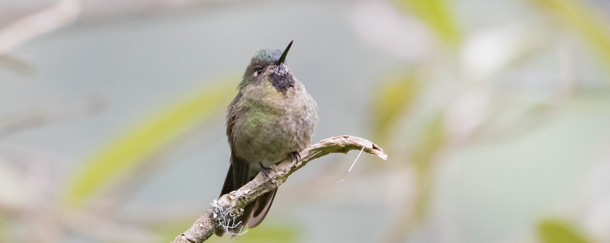 Violet-throated Metaltail - ML435317731