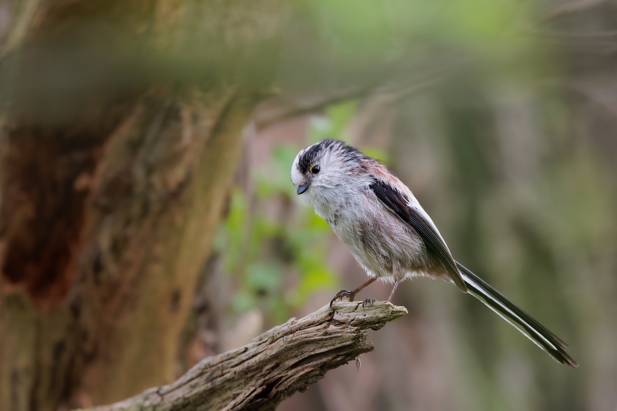 Long-tailed Tit - Tim Emmerzaal