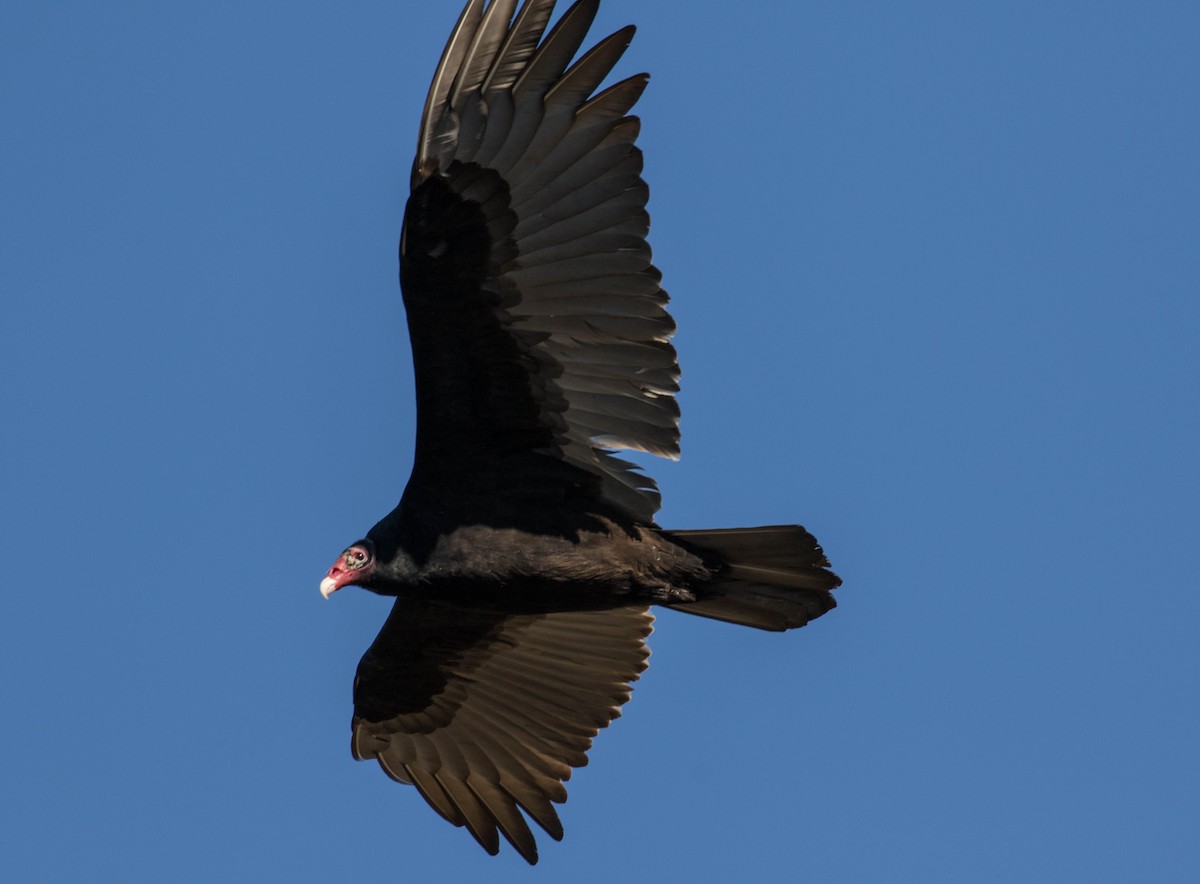 Turkey Vulture - ML43532771