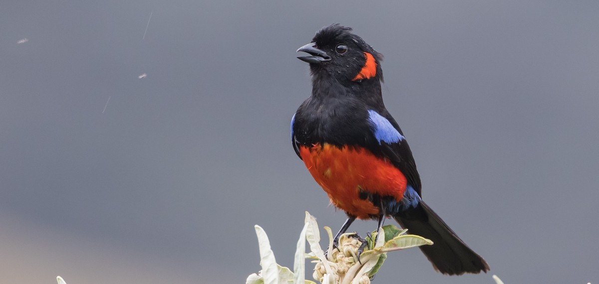 Scarlet-bellied Mountain Tanager - ML435329281