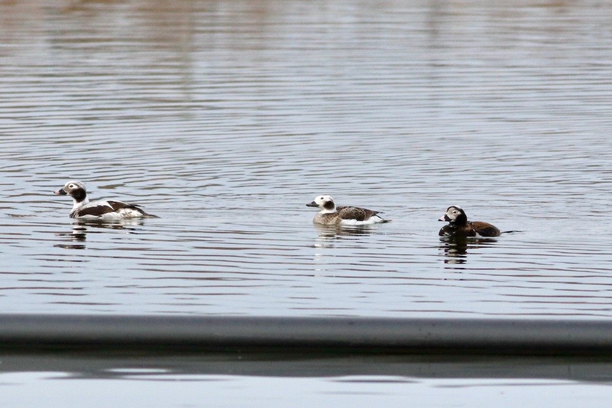 Long-tailed Duck - ML435330651
