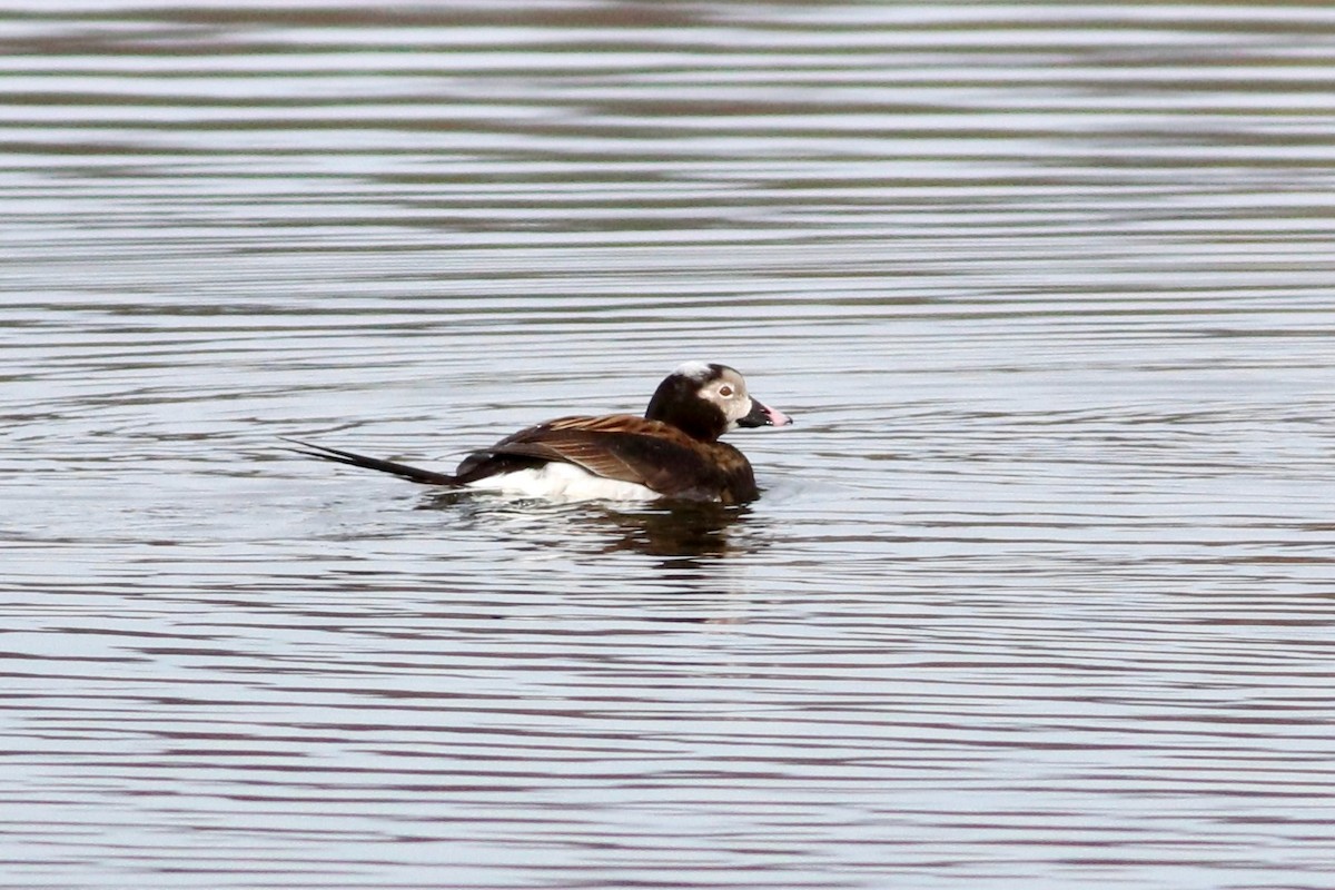Long-tailed Duck - ML435330701