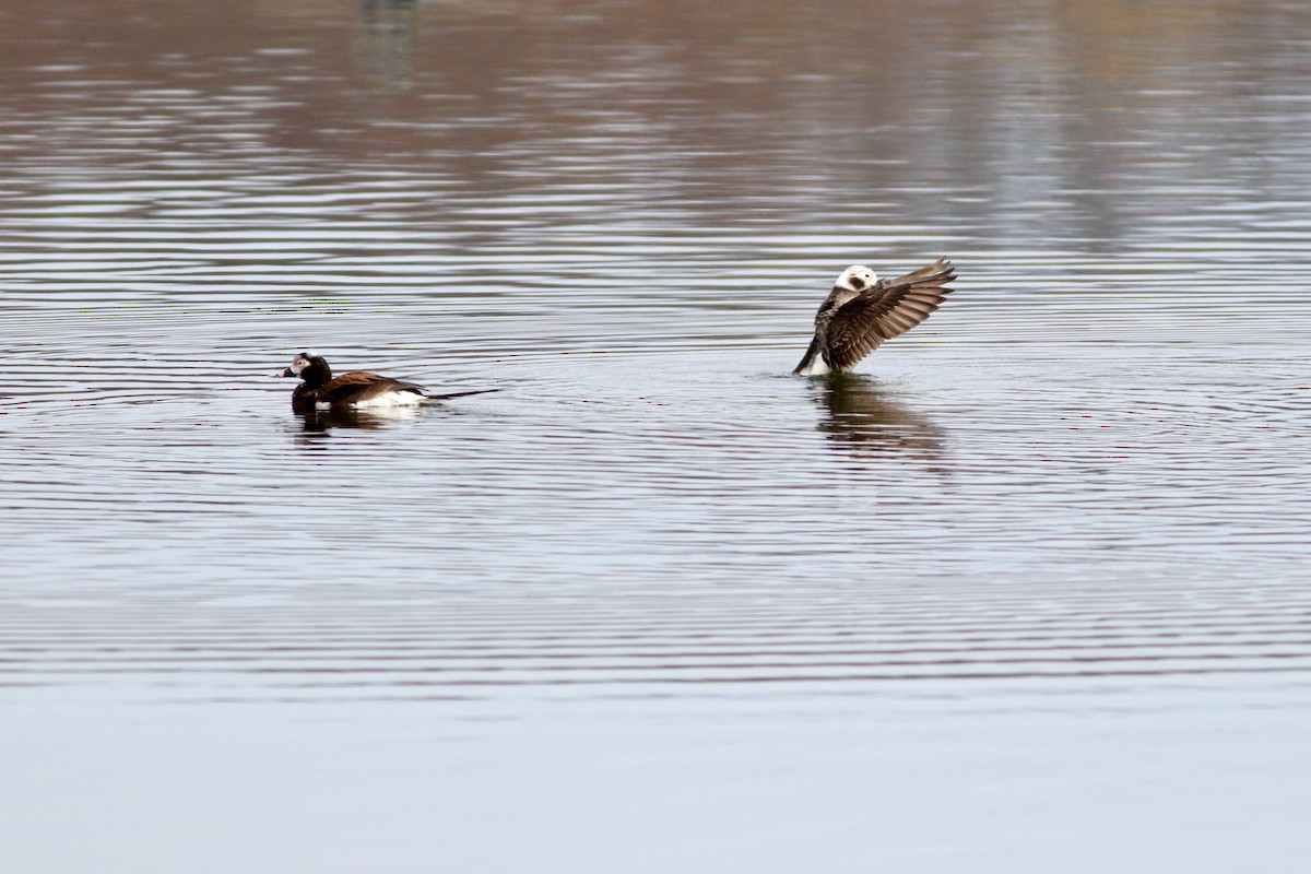 Long-tailed Duck - ML435330711