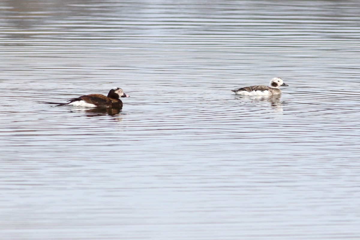 Long-tailed Duck - ML435330731