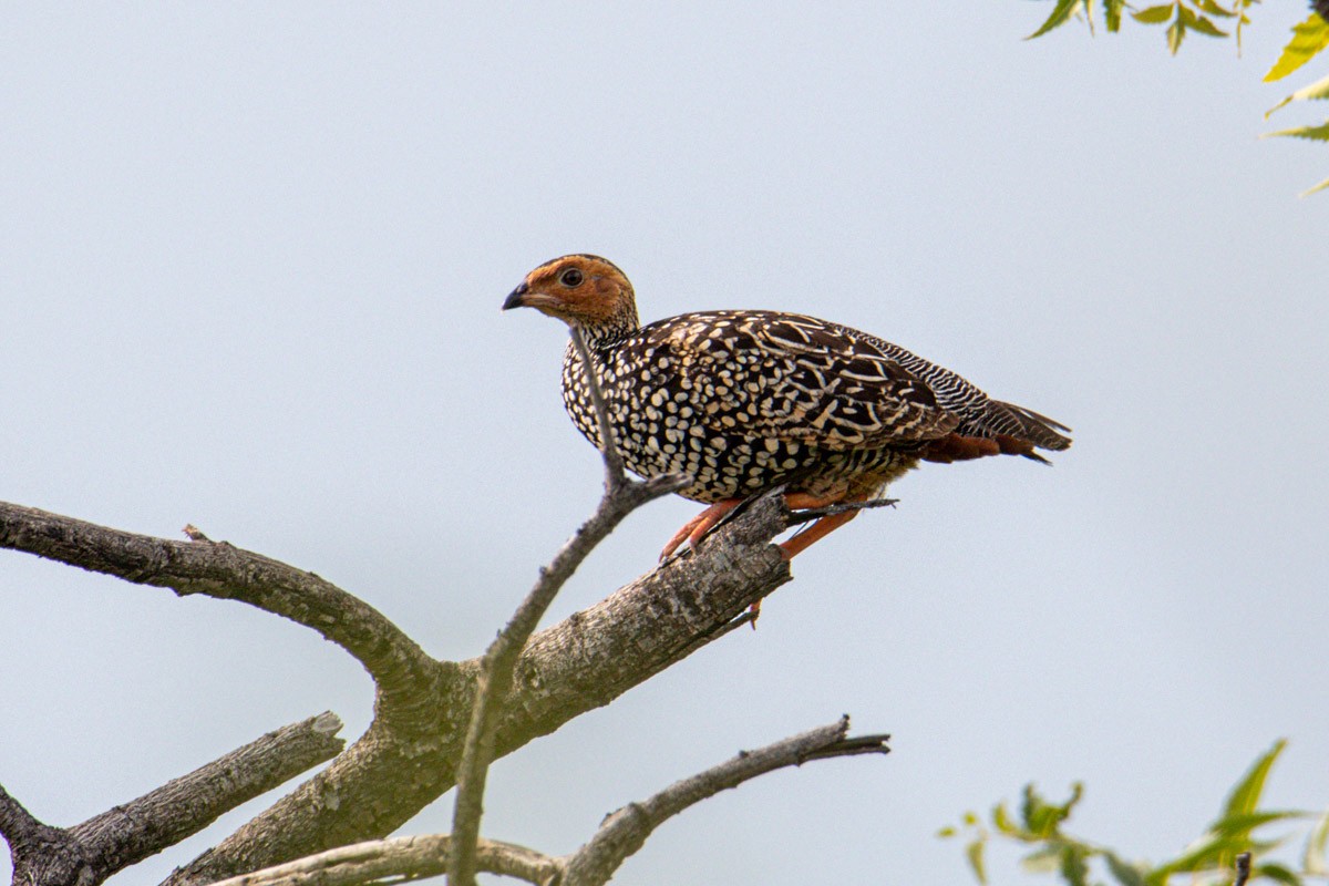 Painted Francolin - ML435331851