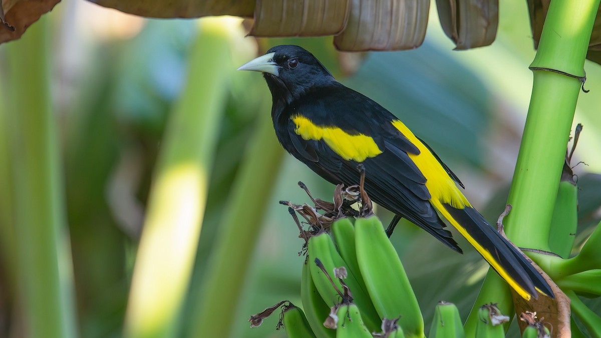 Yellow-winged Cacique - ML435331991