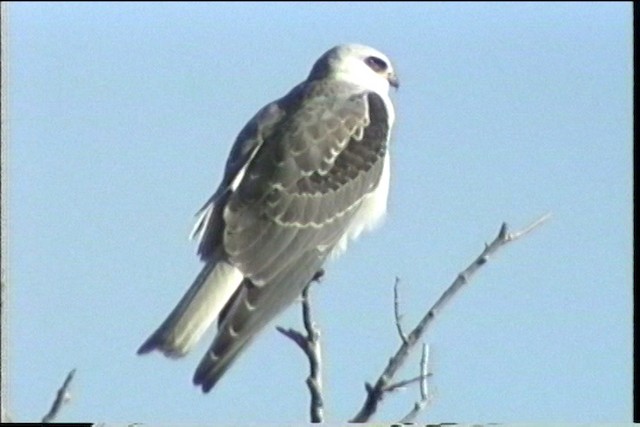 White-tailed Kite - ML435332