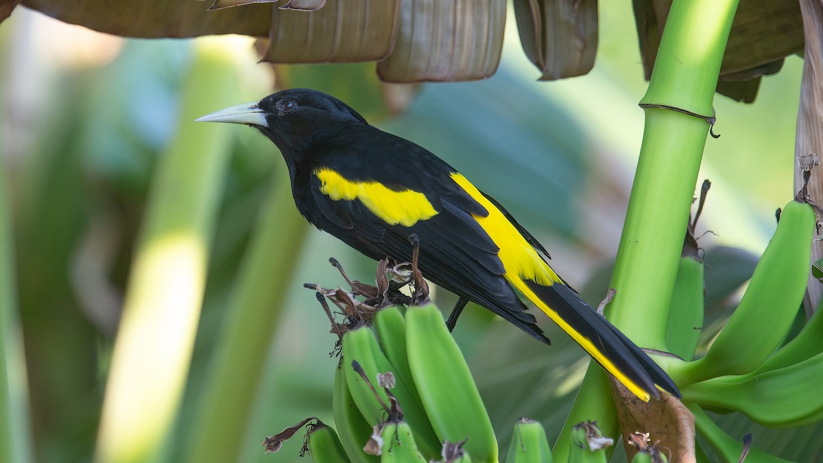 Yellow-winged Cacique - ML435332001