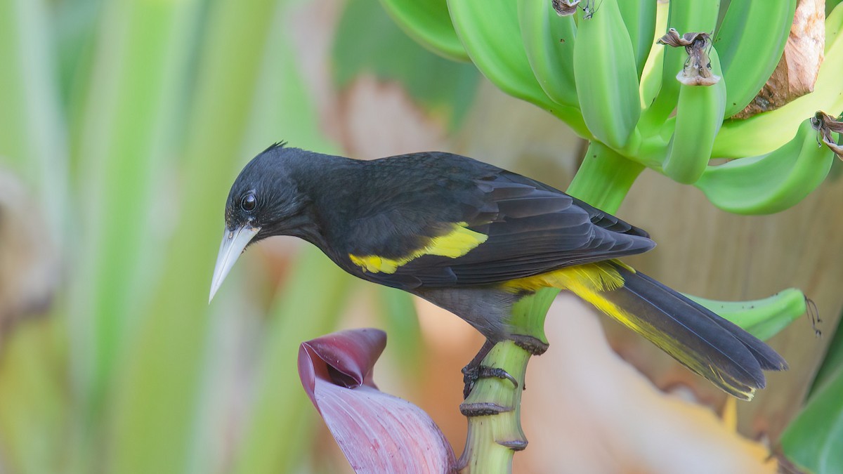 Yellow-winged Cacique - ML435332071