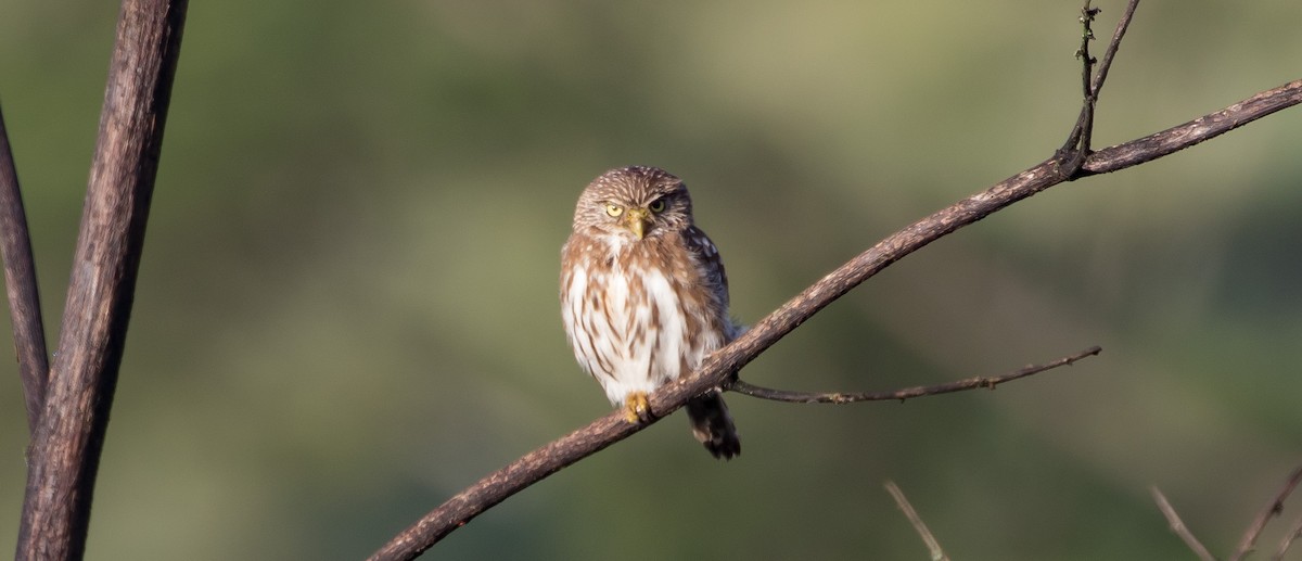 Peruvian Pygmy-Owl - ML435340811