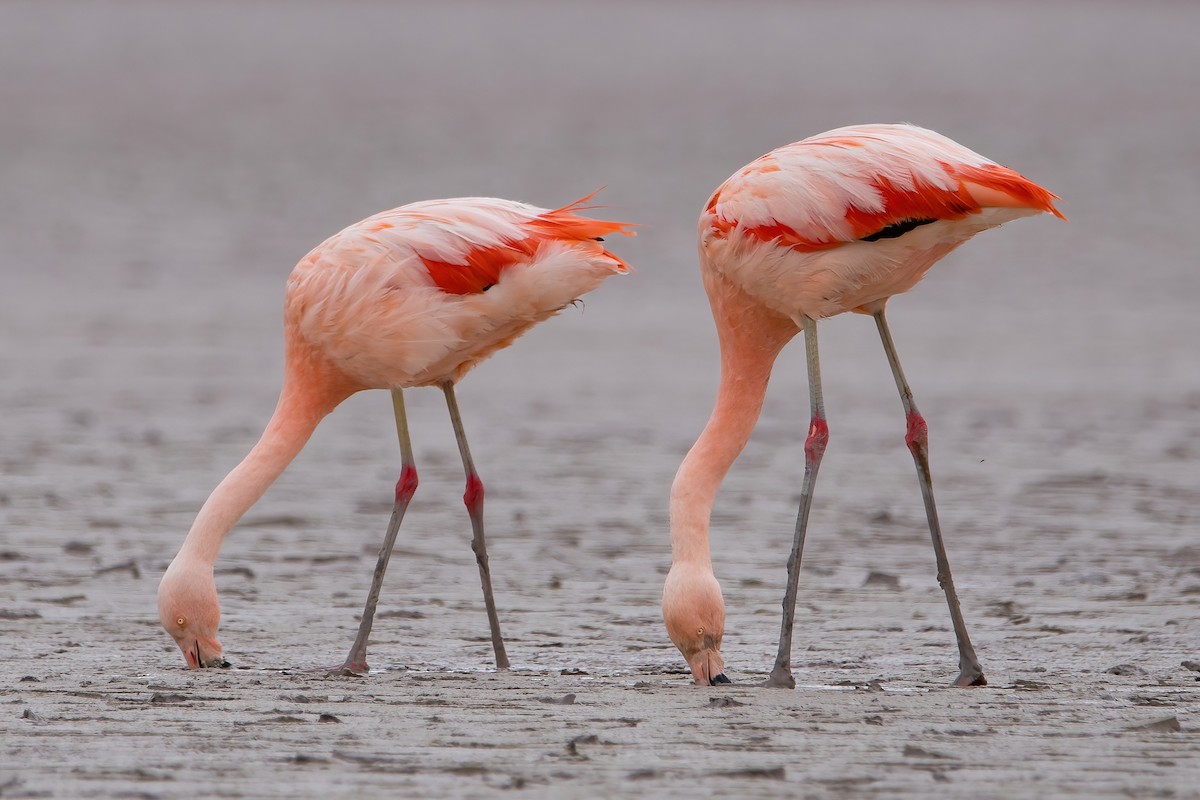 Şili Flamingosu - ML435342721
