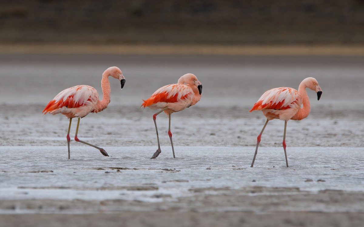 Şili Flamingosu - ML435342851