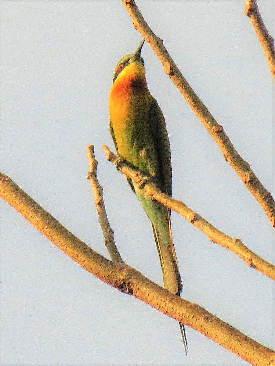 Blue-tailed Bee-eater - ML435344281