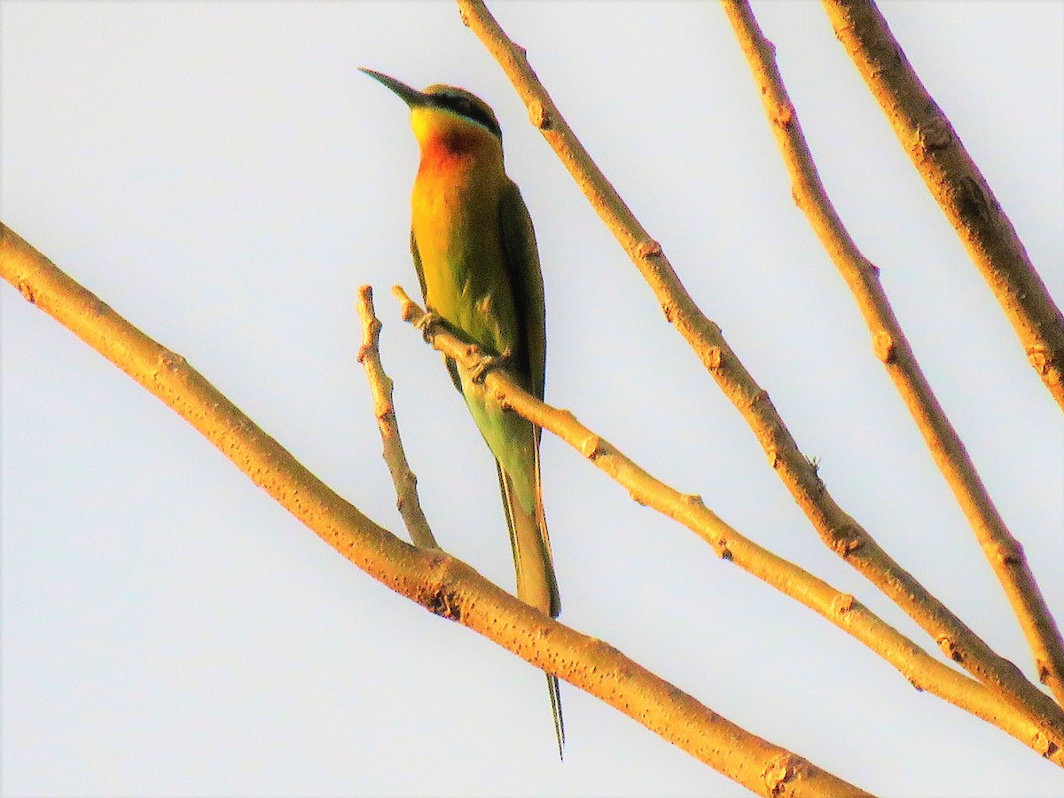 Blue-tailed Bee-eater - ML435344341