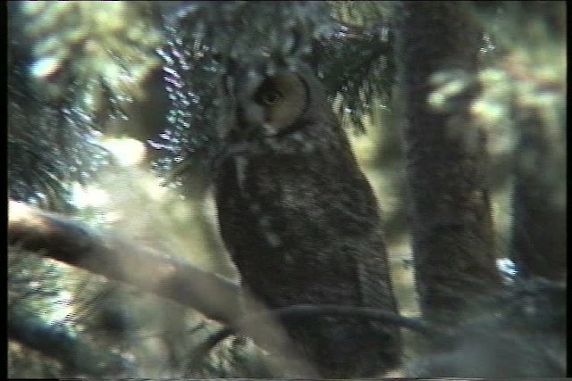 Long-eared Owl (American) - ML435347