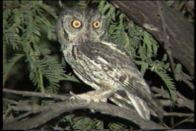 Western Screech-Owl (Sutton's) - ML435350