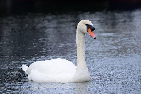 Cygne tuberculé - Mathieu Langlois