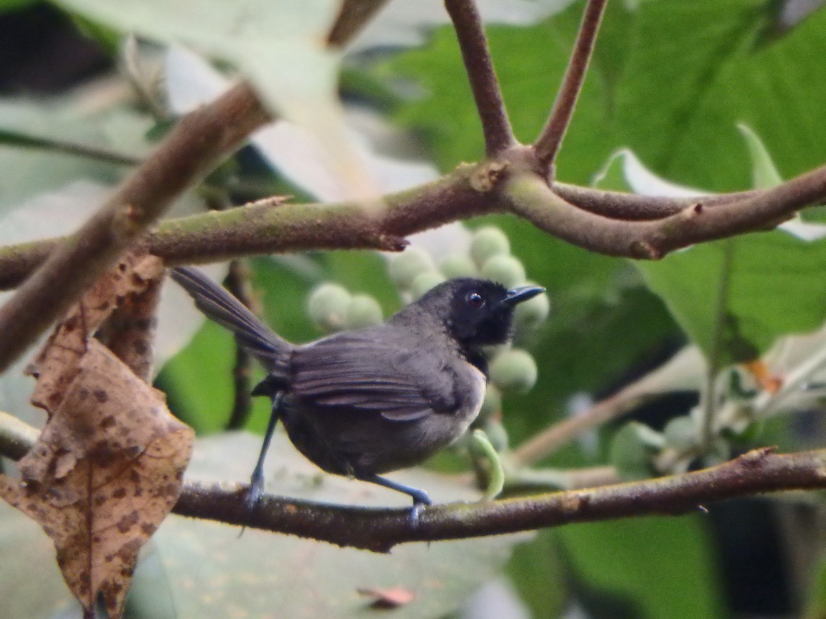 Black-faced Rufous-Warbler - Bill Ypsilantis