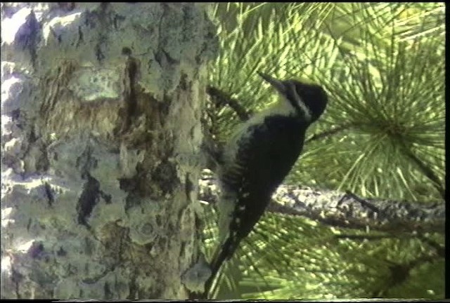 Black-backed Woodpecker - ML435364