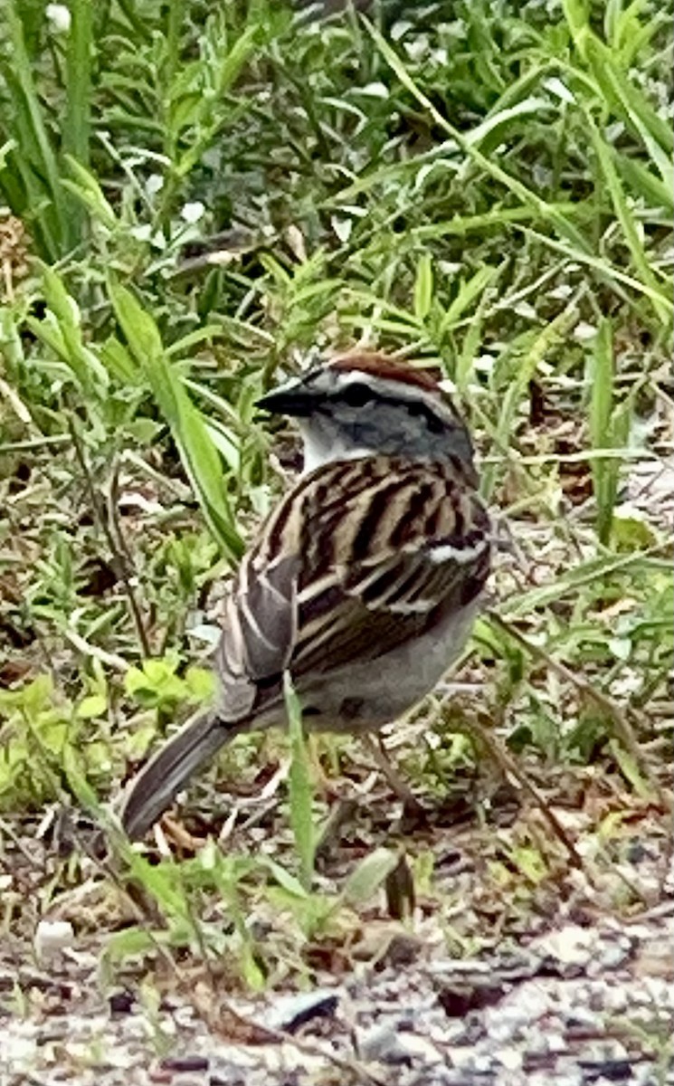 Chipping Sparrow - Thomas Sanders