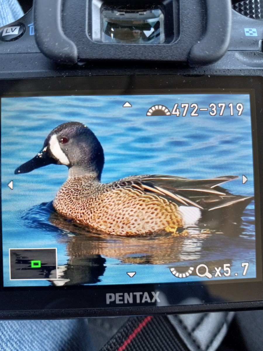 Blue-winged Teal - ML435371281