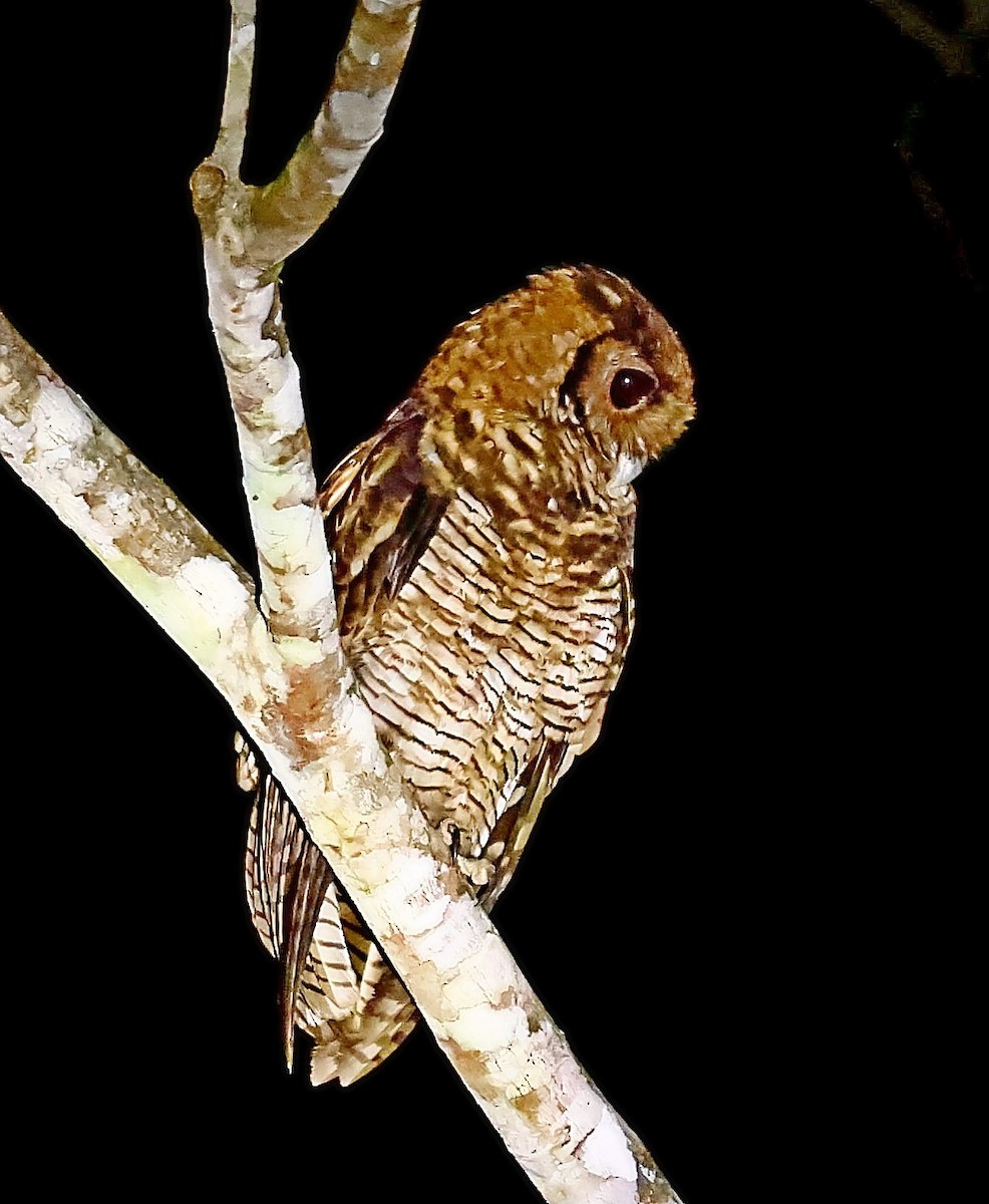 Fraser's Eagle-Owl (Western) - ML435371811