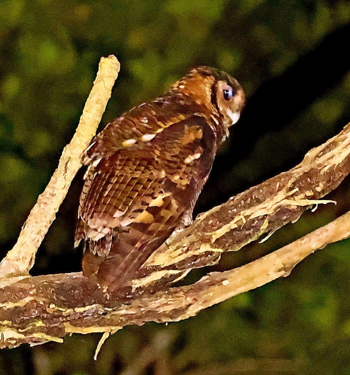 Fraser's Eagle-Owl (Western) - ML435371831
