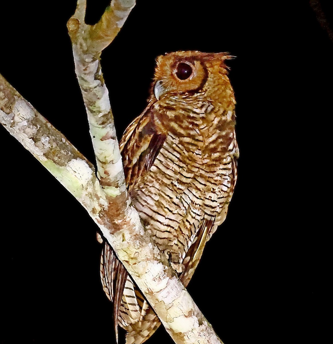 Fraser's Eagle-Owl (Western) - ML435371851
