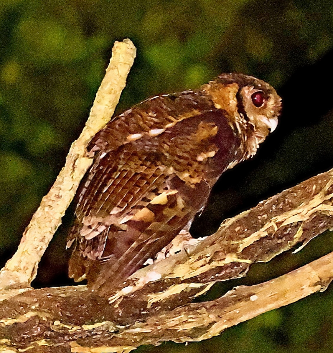Fraser's Eagle-Owl (Western) - ML435371891