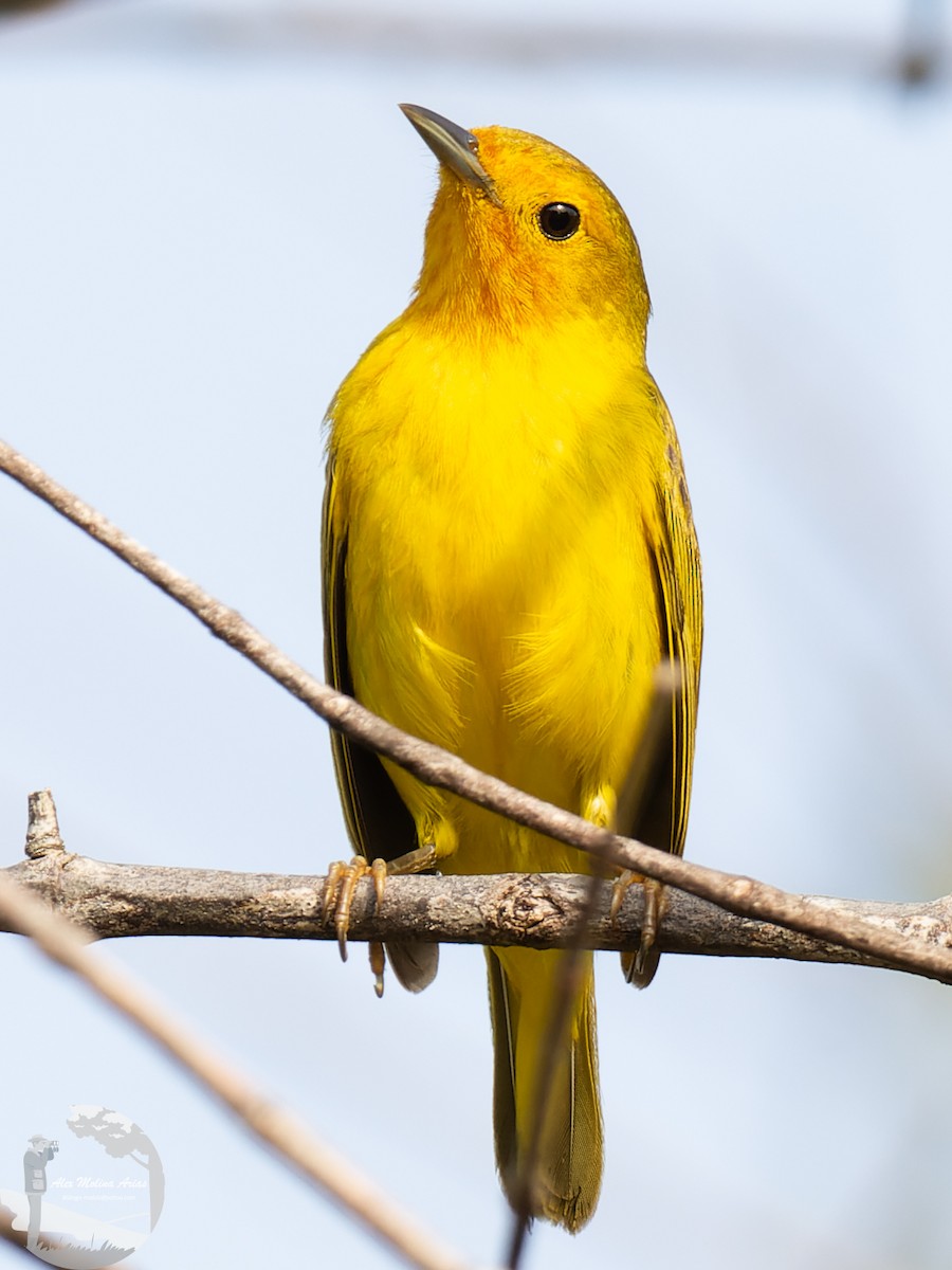 Yellow Warbler (Mangrove) - ML435373321