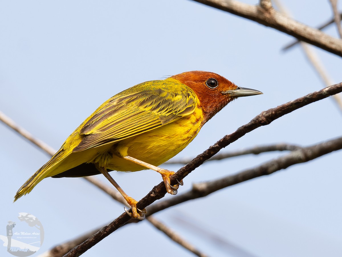 Yellow Warbler (Mangrove) - ML435373381