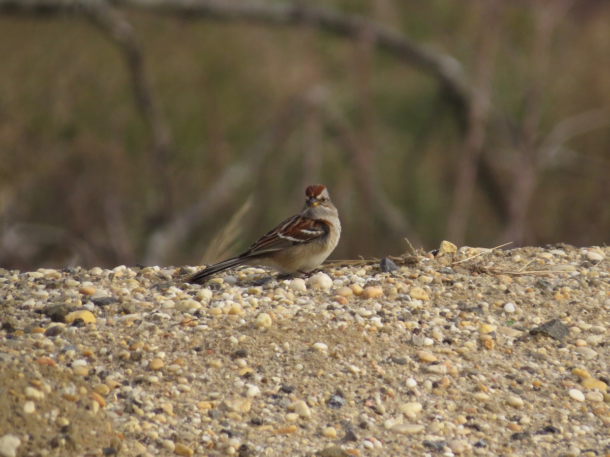 American Tree Sparrow - Barb Bassett