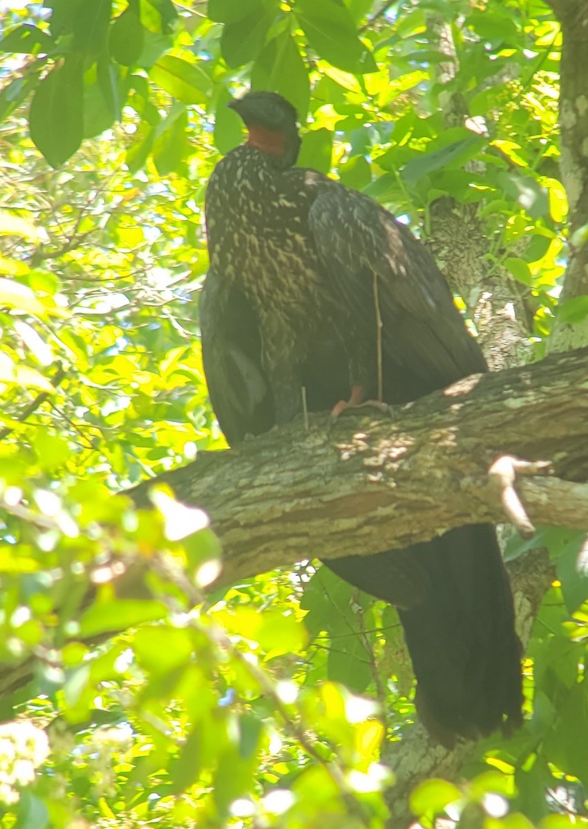 Crested Guan - ML435379211