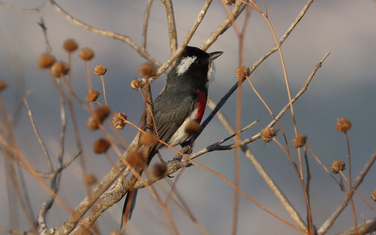 Red-breasted Chat - ML435382081