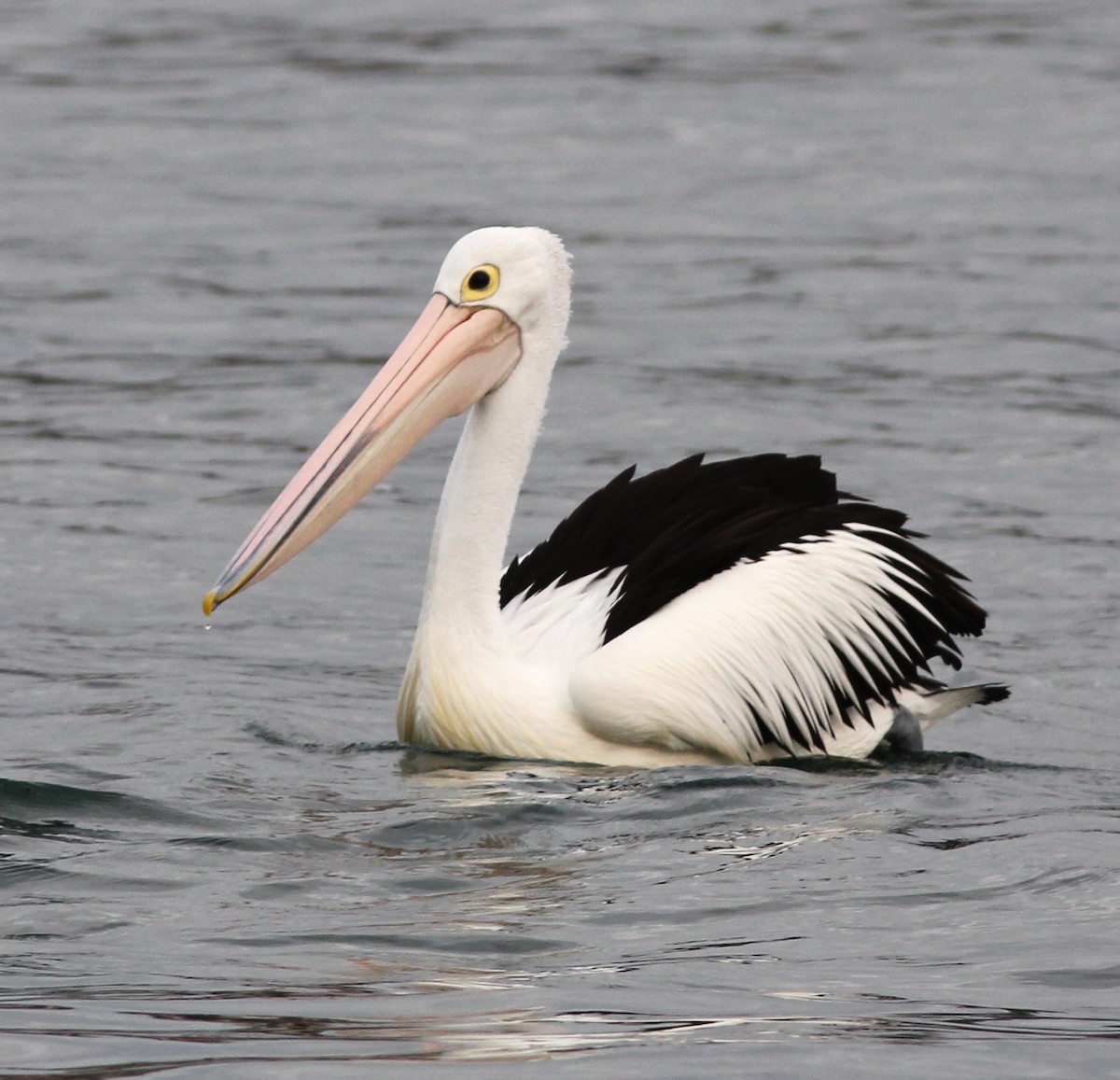 Australian Pelican - Dave Czaplak