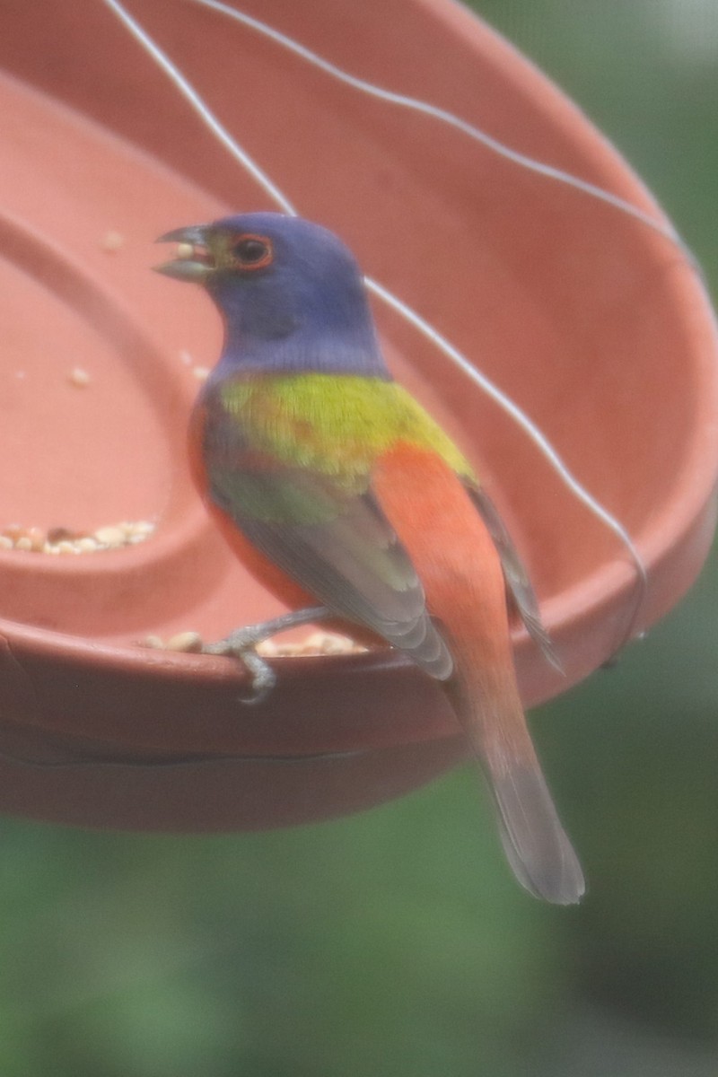 Painted Bunting - ML435389051
