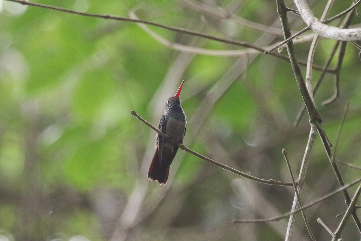 Rufous-tailed Hummingbird - Evan Buck
