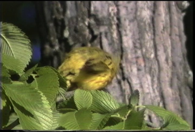 Yellow Warbler (Northern) - ML435392