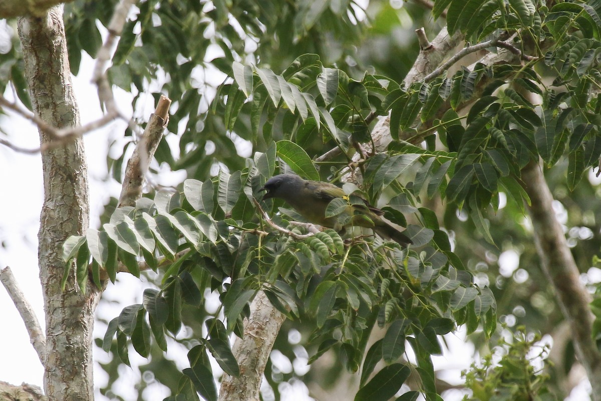 Yellow-winged Tanager - ML435392051