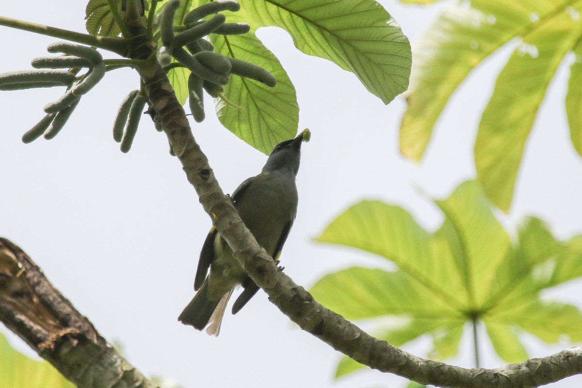 Yellow-winged Tanager - ML435392061