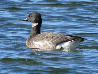 Brant (Black), ML43539581