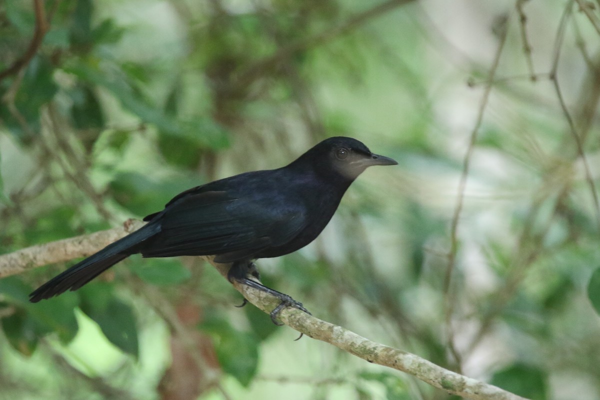 Black Catbird - ML435396511