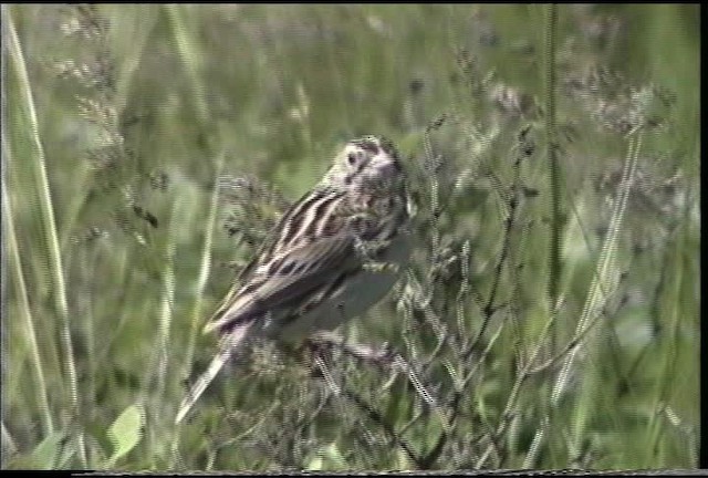 Baird's Sparrow - ML435401
