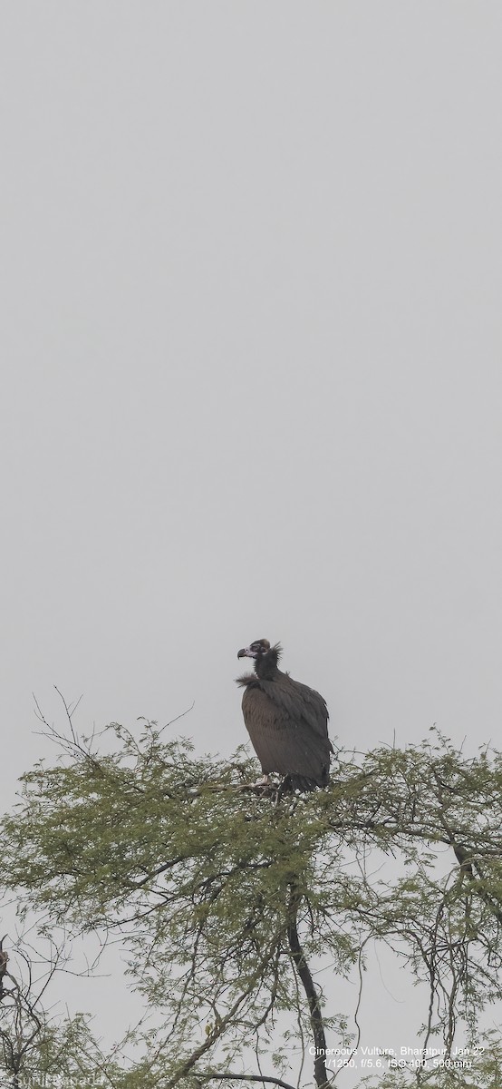 Cinereous Vulture - Sunil Ranade
